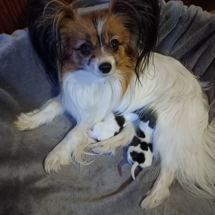 Французький-папійон