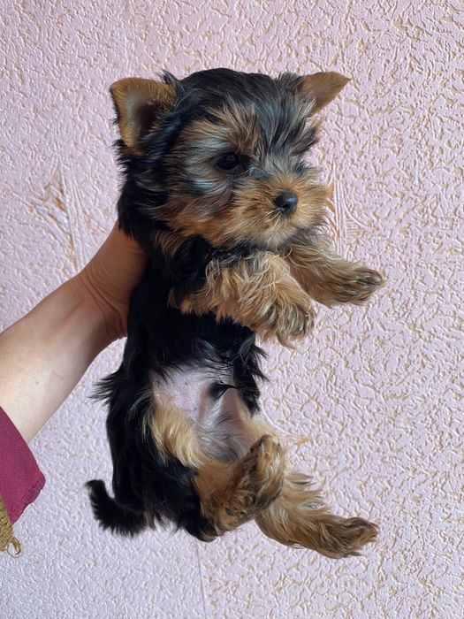 Щенки Йоркширских терьеров. 4500 грн. Каменское (Днепродзержинск)