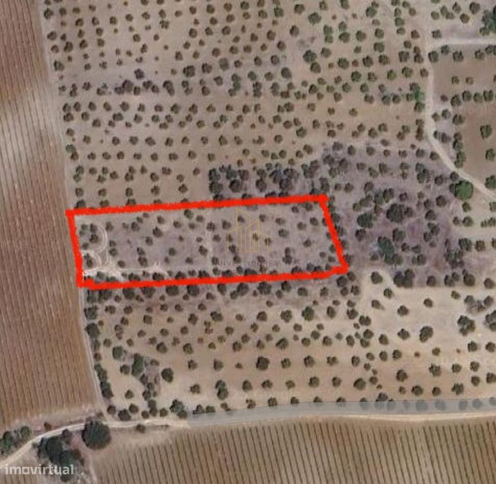 Terreno rústico com Olival em Campinho