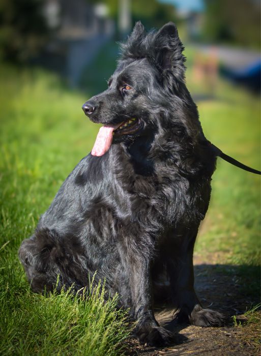 Німецька вівчарка довгошерстна