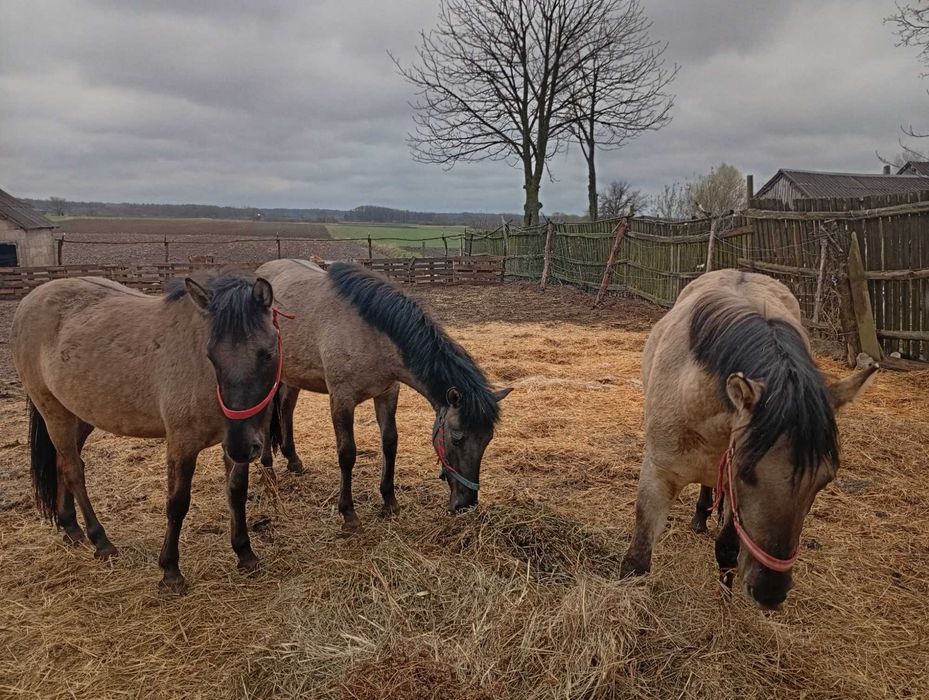 Sprzedam klaczki konika polskiego