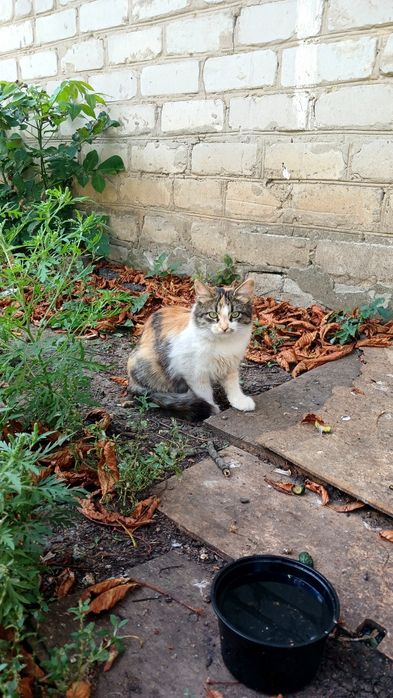 Пушистая трёхцветная котёнок девочка щет дом! котята в хорошие руки