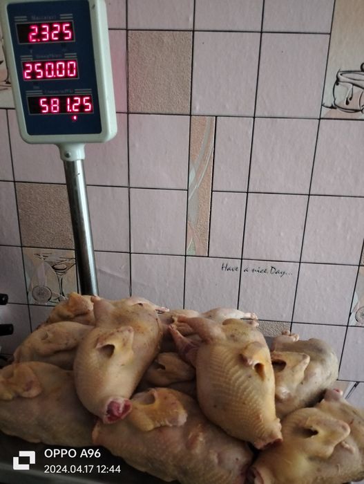 Продам тушки перепелів