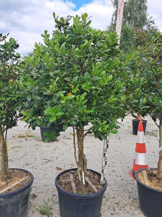 Ostrokrzew na pniu 170cm ZIMOZIELONA ROŚLINA