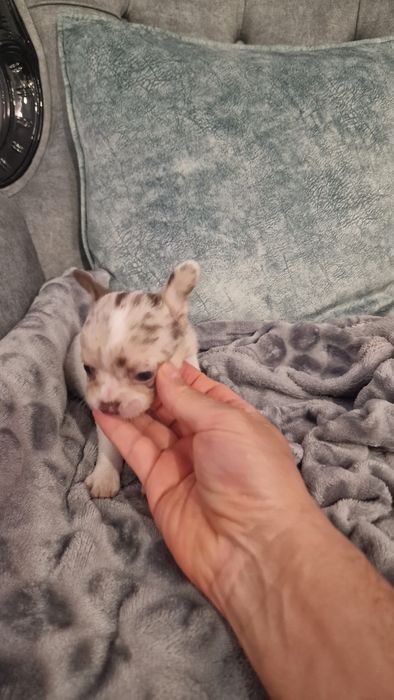 Chihuahua top top