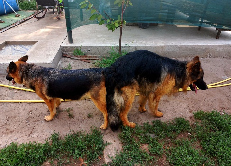 Немецкая овчарка вязка