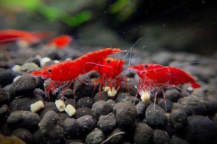 Krewetki Red Cherry GRATISY!!!