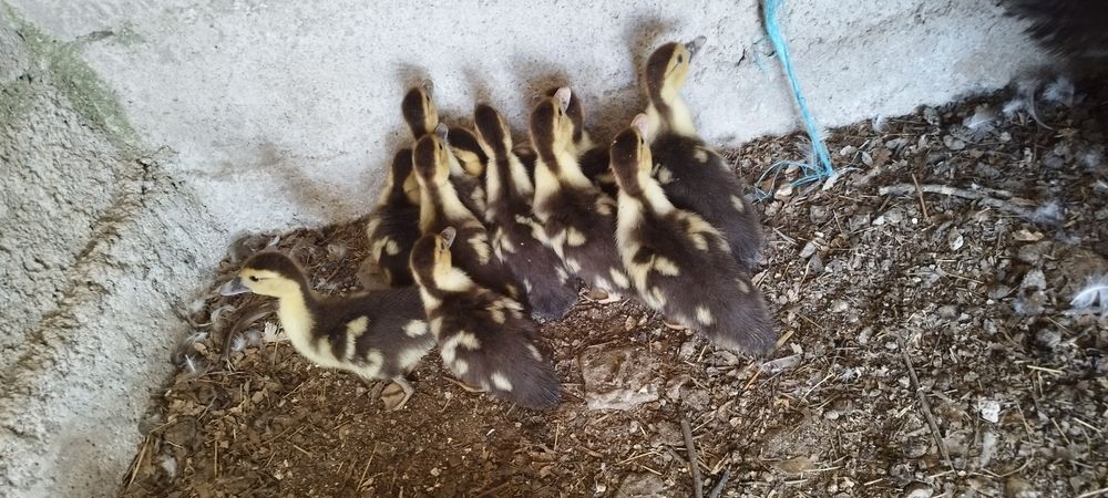 Vendo patos com 1 mês ( nascidos a 9 de julho)