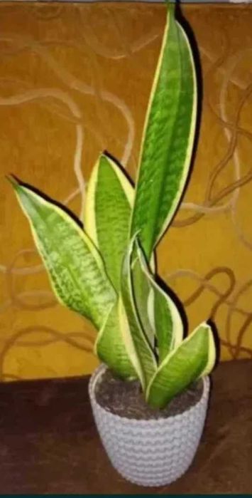 Kwiat sansewieria, czyli języki teściowej lub wężownica ok 40 cm