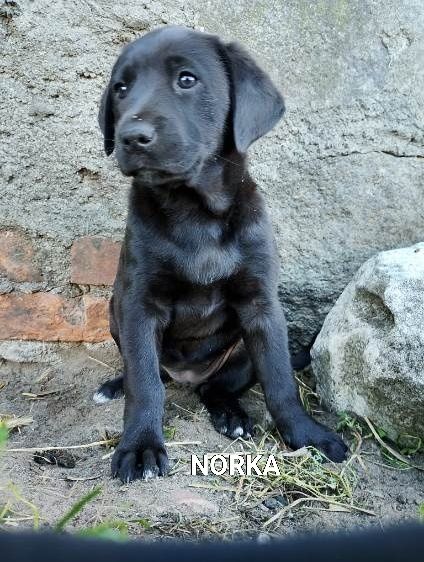 Oddam pieski za darmo