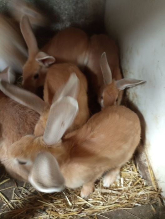 Coelhos (machos e fêmeas) com cerca de 3 meses