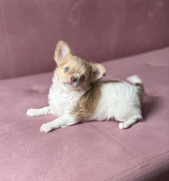 Гарна довгошерстна дівчинка чихуахуа , 6 міс