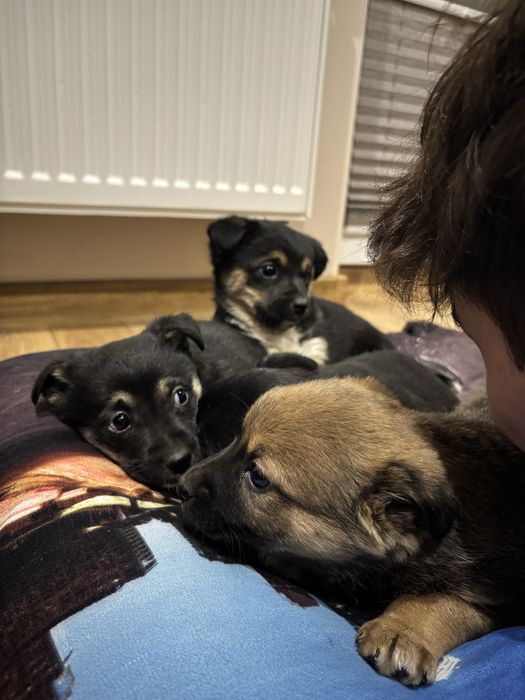 oddam ZA DARMO pieski