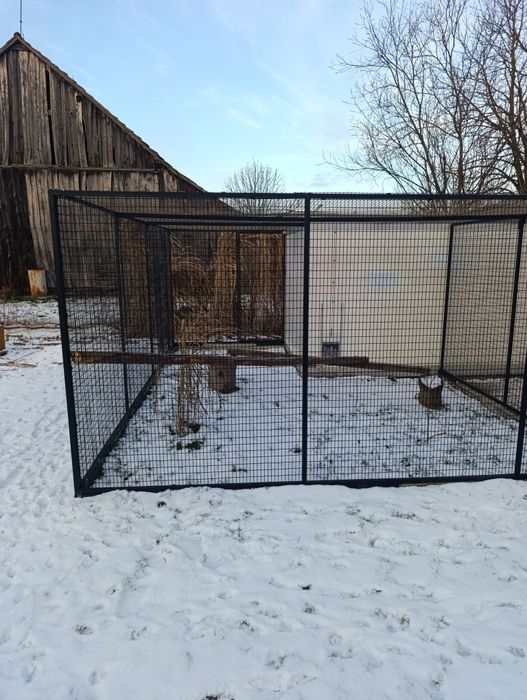 Woilera, klatka dla drobiu