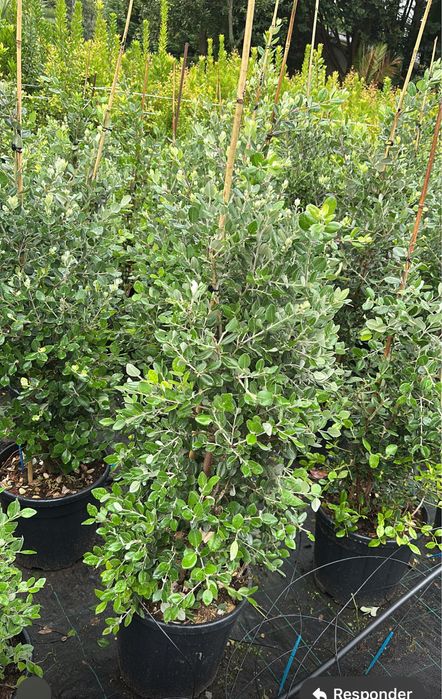 Metrosideros Excelsa - 80/100cm