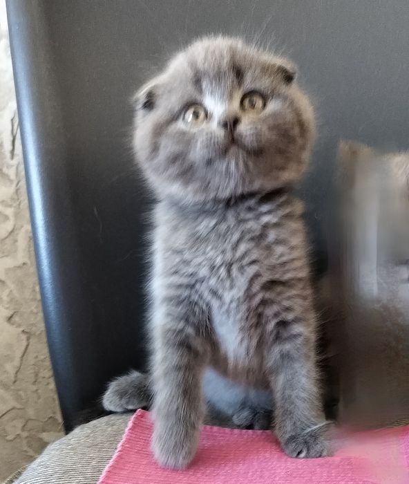Але файний котик хлопчик