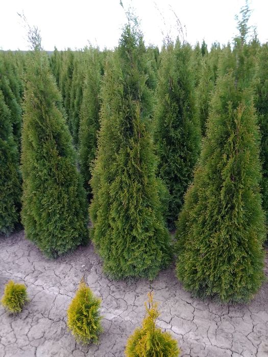 Туя смарагд От1. 00-2.70м. Туя колумна