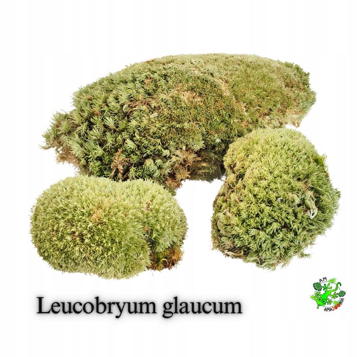 Terrarium Treasure ŻYWY MECH Kulisty Poduszkowy do terrarium 13x13,5x4