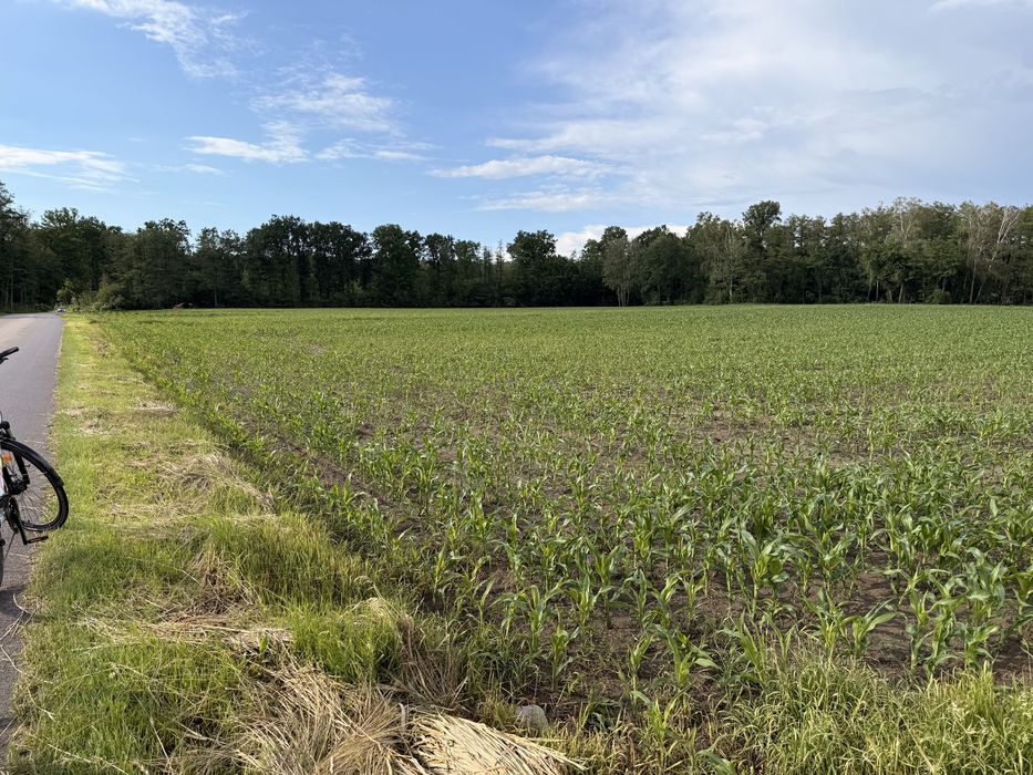 Działka budowlana Pogonów (1 km od Zbuczyna) - Więcej