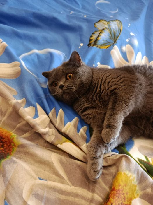 Віддам в хороші руки Котика