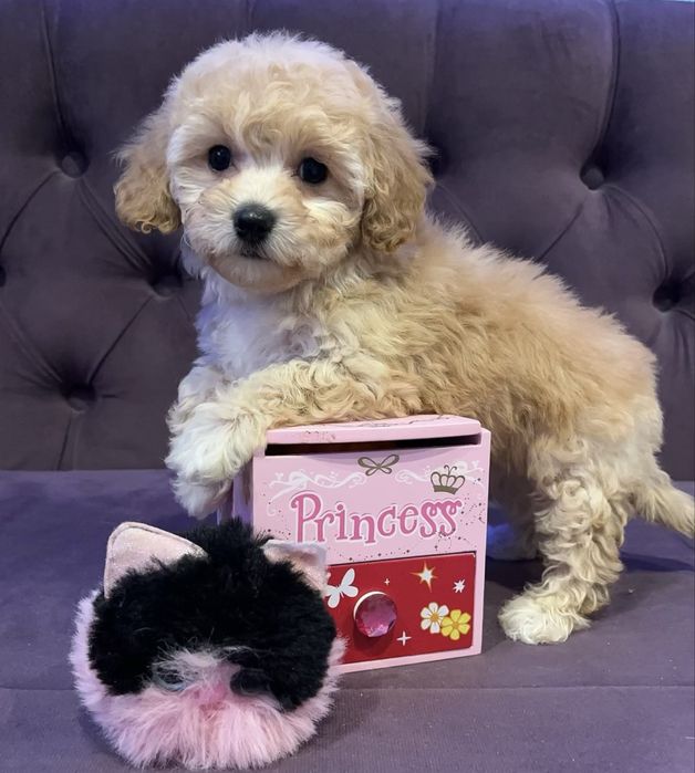 Дівчинка  ніжно кучеряве щастя