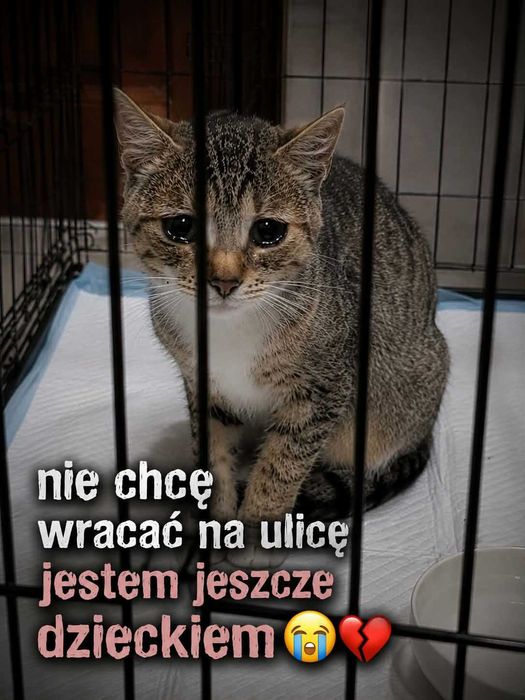 Dom dla młodej KOTKI! PILNE!