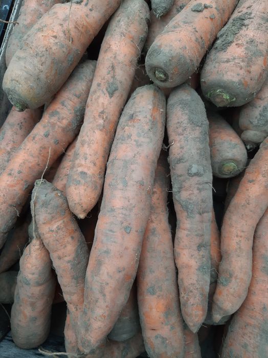 Продам моркву домашню