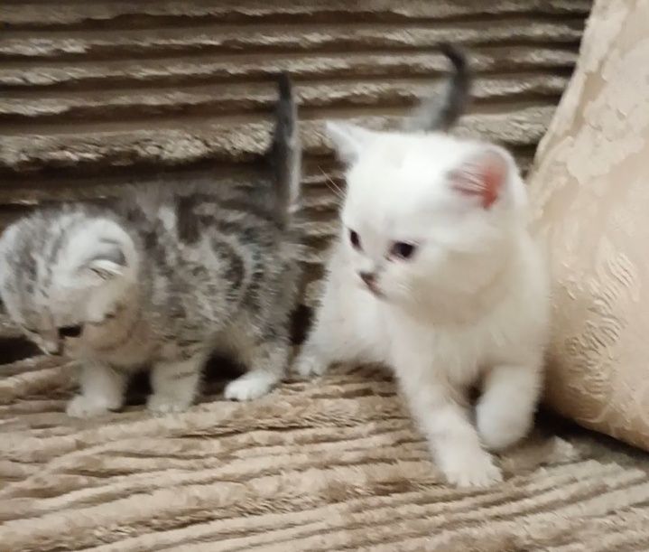 Хлопчик страйт шиншила