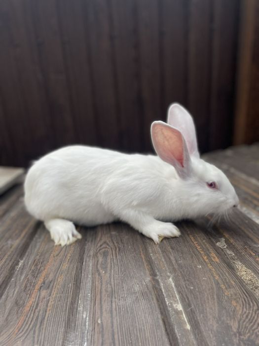 Продам кролики термонці