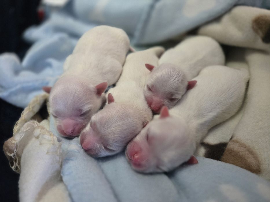 Maltipom hybryda Maltańczyk Pomeranian piesek na kolanka REZERWACJA