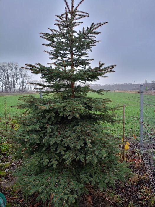 Choinka żywa w doniczce