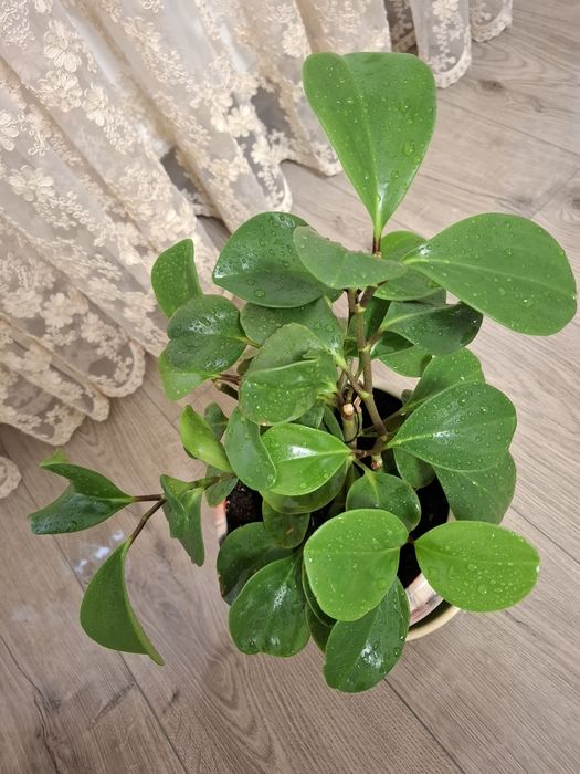 Пеперомия туполистная