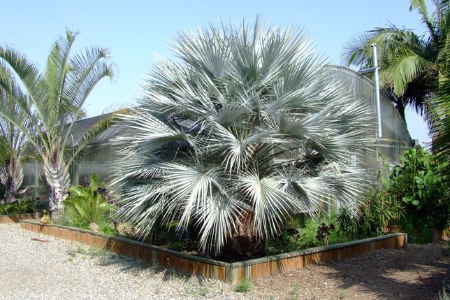 Espetacular palmeira azul mexicana, Brahea armata