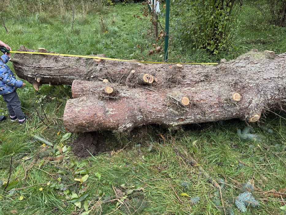 Świerk kłoda tartaczna na deski