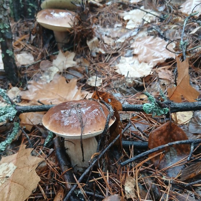 Грибы лисички, сухие, мороженные, свежие.