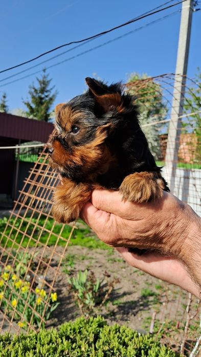 Суперовий хлопчик міні.