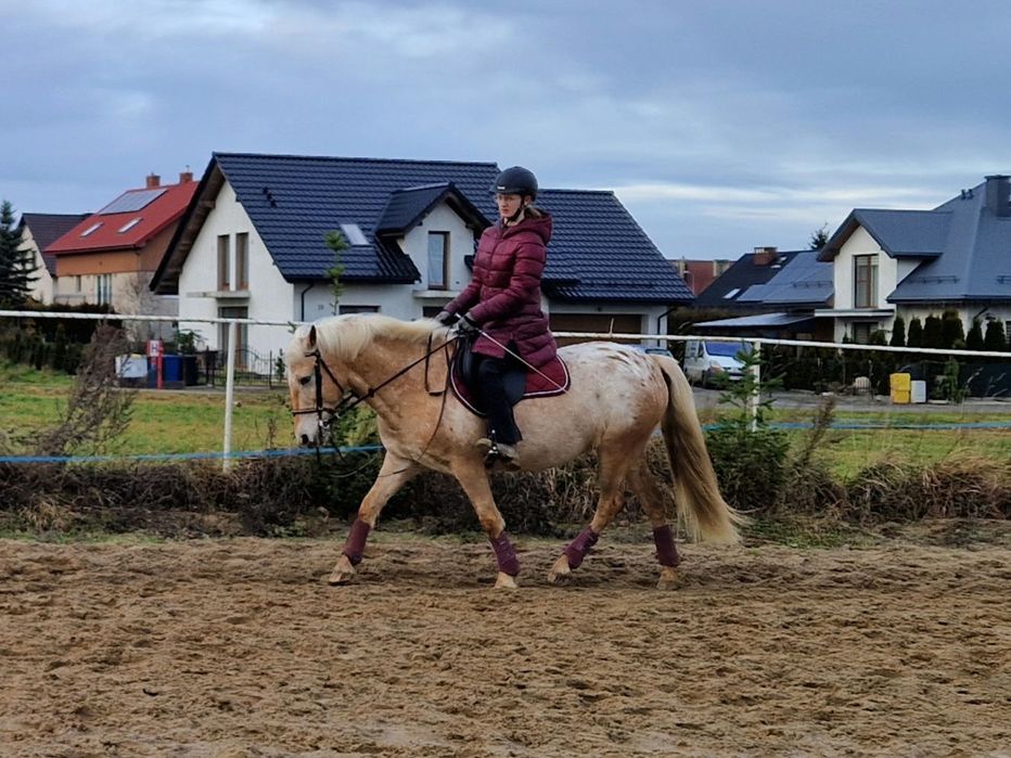 Irlandzki kucyk sportowy