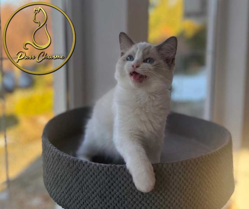 Uroczy kocur ragdoll rodowód FPL FiFe słodki