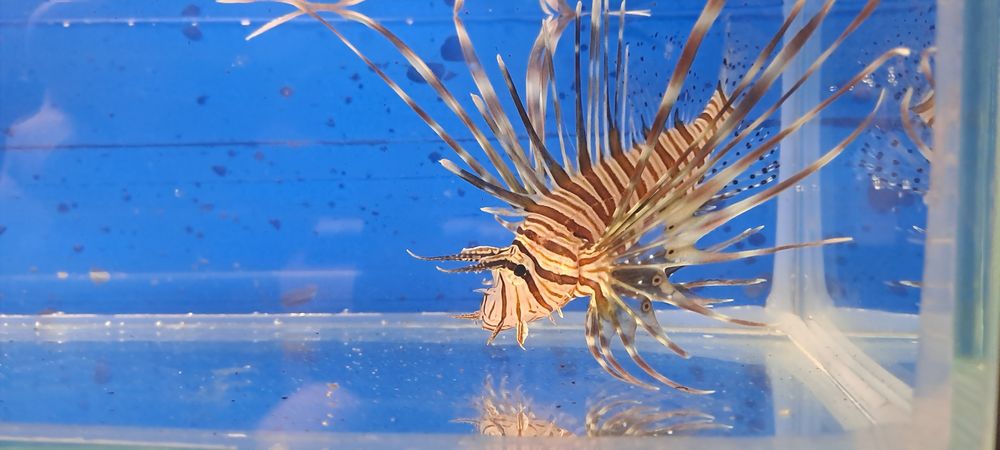 Pterois volitans black Skrzydlica