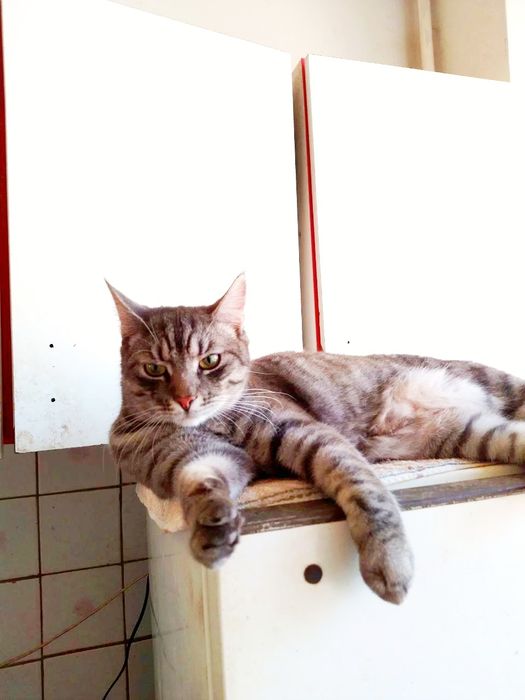 Лагідна Киця та Котик