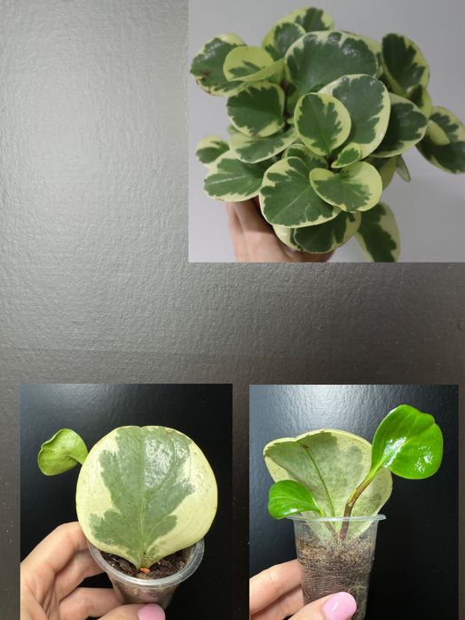 Оксаліс  Corymbosa, Пеперомія: Кавун, Грін бабл, Есхінантус