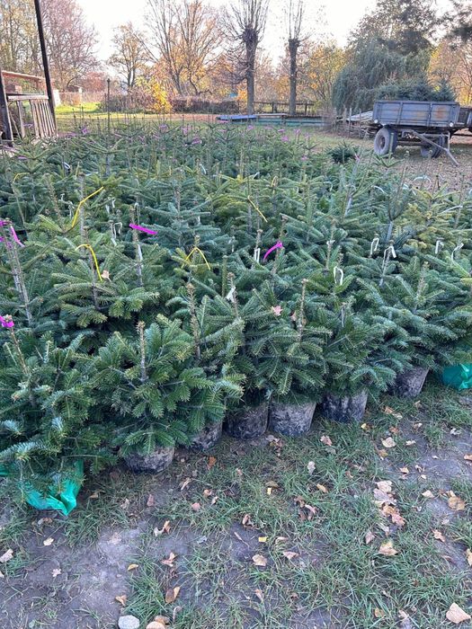Świerk w donicach kaibab , plantacja , choinki producent