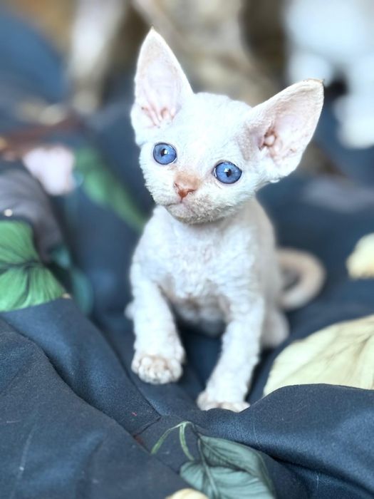 Malutka koteczka point Devon Rex Chojna • OLX.pl