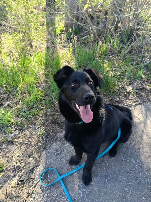 Choco  do adopcji