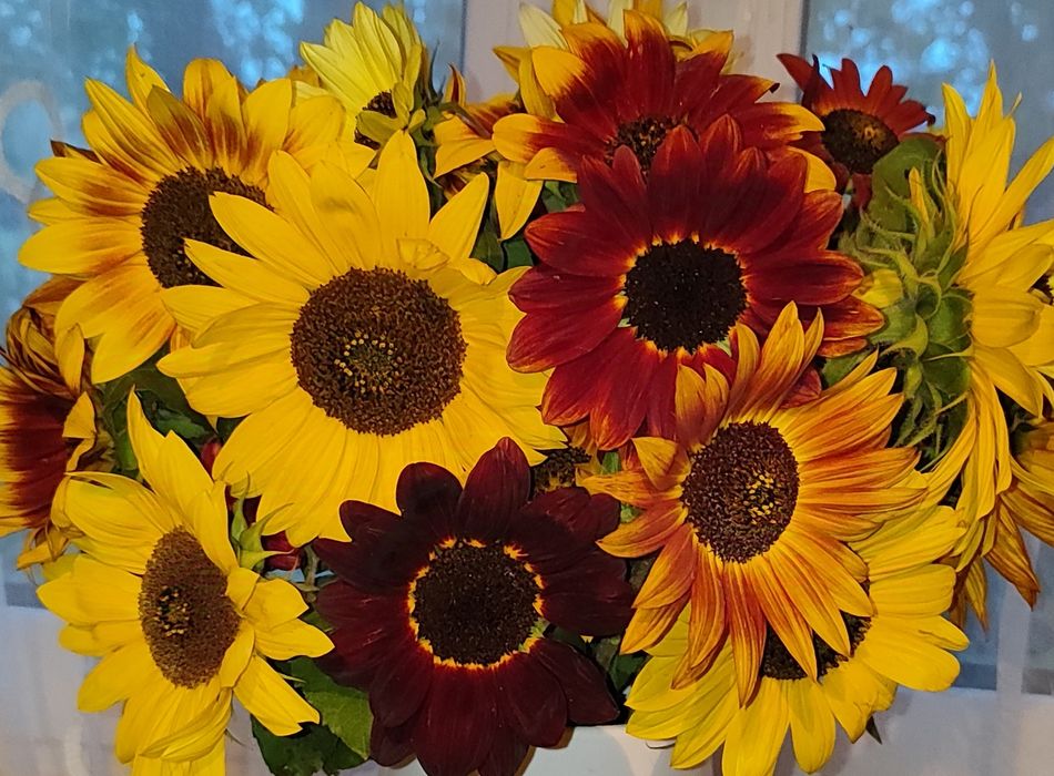 NASIONA Słonecznik ozdobny