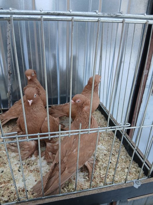 Sprzedam  wywrotki  mazurskie