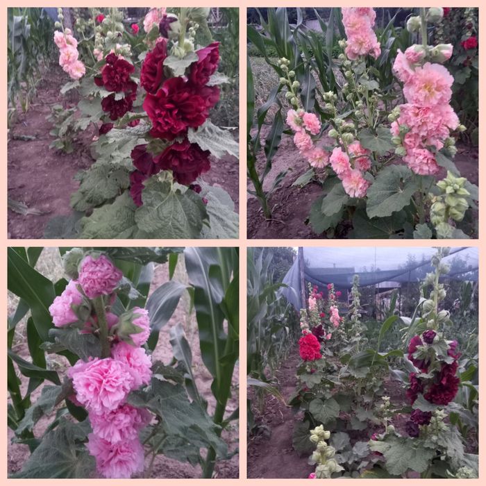 Насіння Мальви махрової-шток троянди