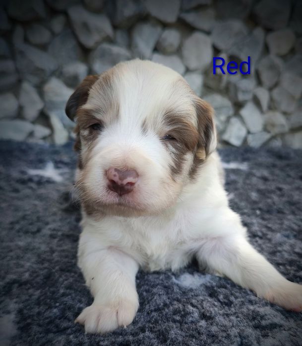 Border collie piesek Red  merle przebadani rodzice