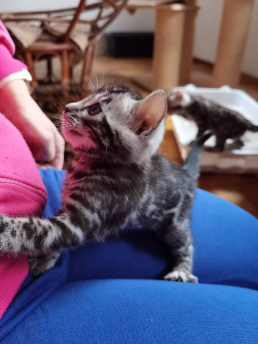 Srebrna kotka bengalska, rodowód FPL