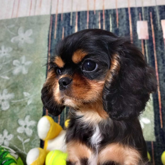 Кавалер кінг чарльз спаніель